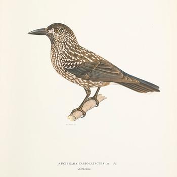 SVENSKA FÅGLAR, 3 volymer, M,W och F. von Wright, Stockholm 1924-29.