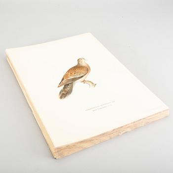 LITOGRAFIER UR "Svenska Fåglar" alla 109 st, M och W von Wrights, vol III, A Börtzells, Stockholm.