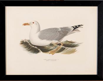 LITOGRAFIOITA, 5 kpl, Wilhelm von Wrightin ja Bror Hallbergin mukaan. A. Börtzell, Tukholma.