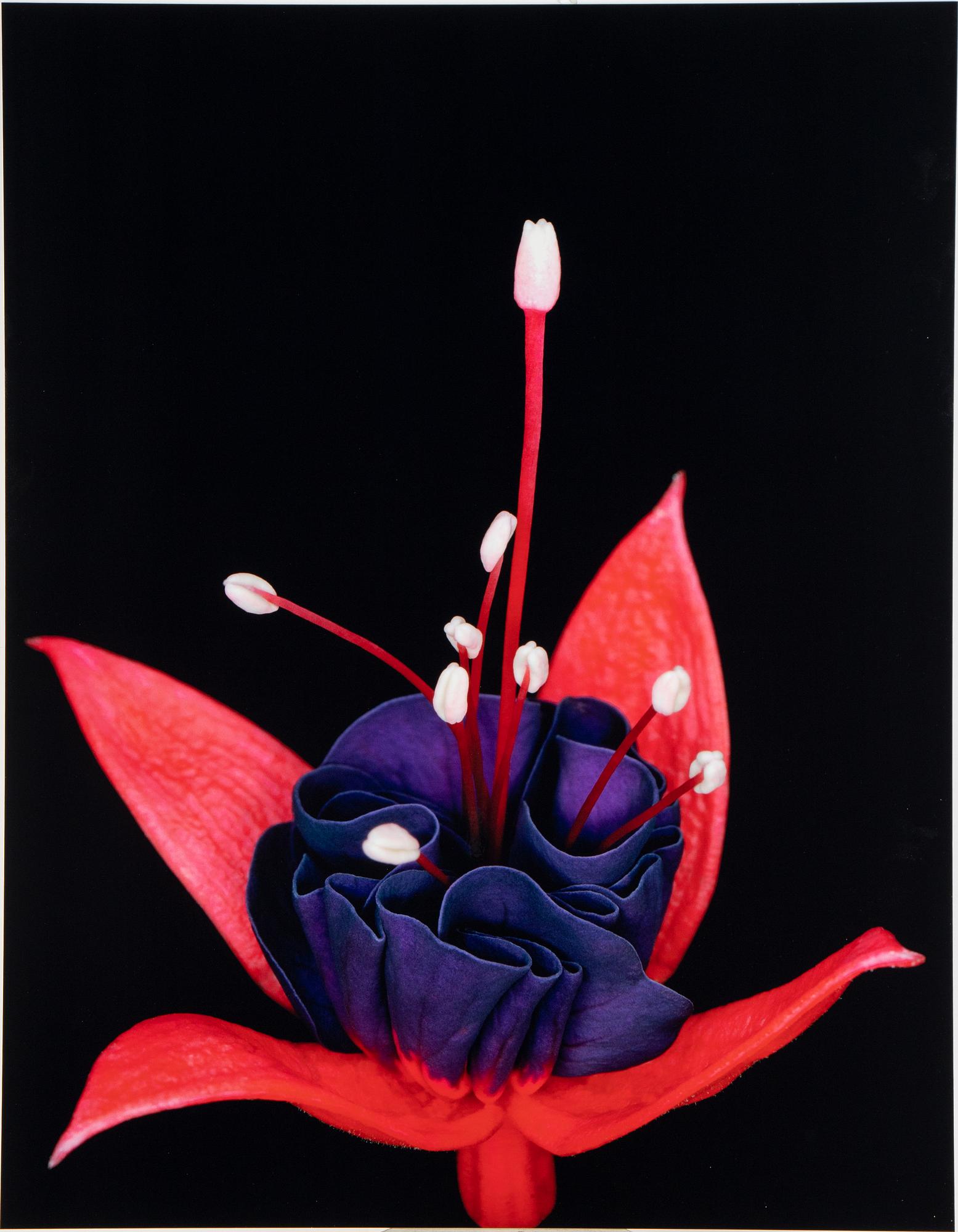 Helene Schmitz, "System och passion2, 4 c-print mounted on aluminum, 2004/2007, signed 10/10.