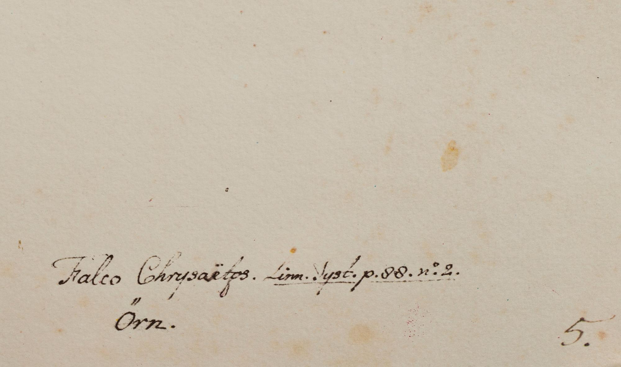 MAPP, OLOF RUDBECK DY, "Portföljen", med kommentar av Gunnar Brusewitz och Tomas Anfält.