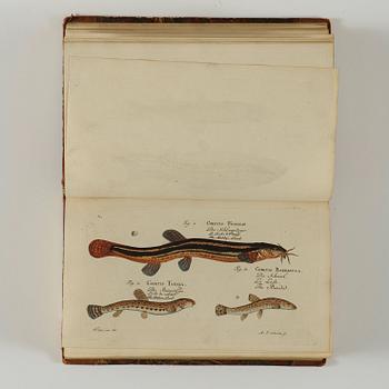 MARC ÉLIÉSER BLOCH (1723-1799), 6 vol, Ichthyologie ou Histoire Naturelle des Poissons, Berlin 1796.