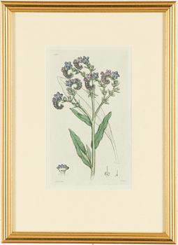 Twelve hand-coloured engravings, J.W. Palmstruch, from 'Svensk Botanik', 1802-1840.