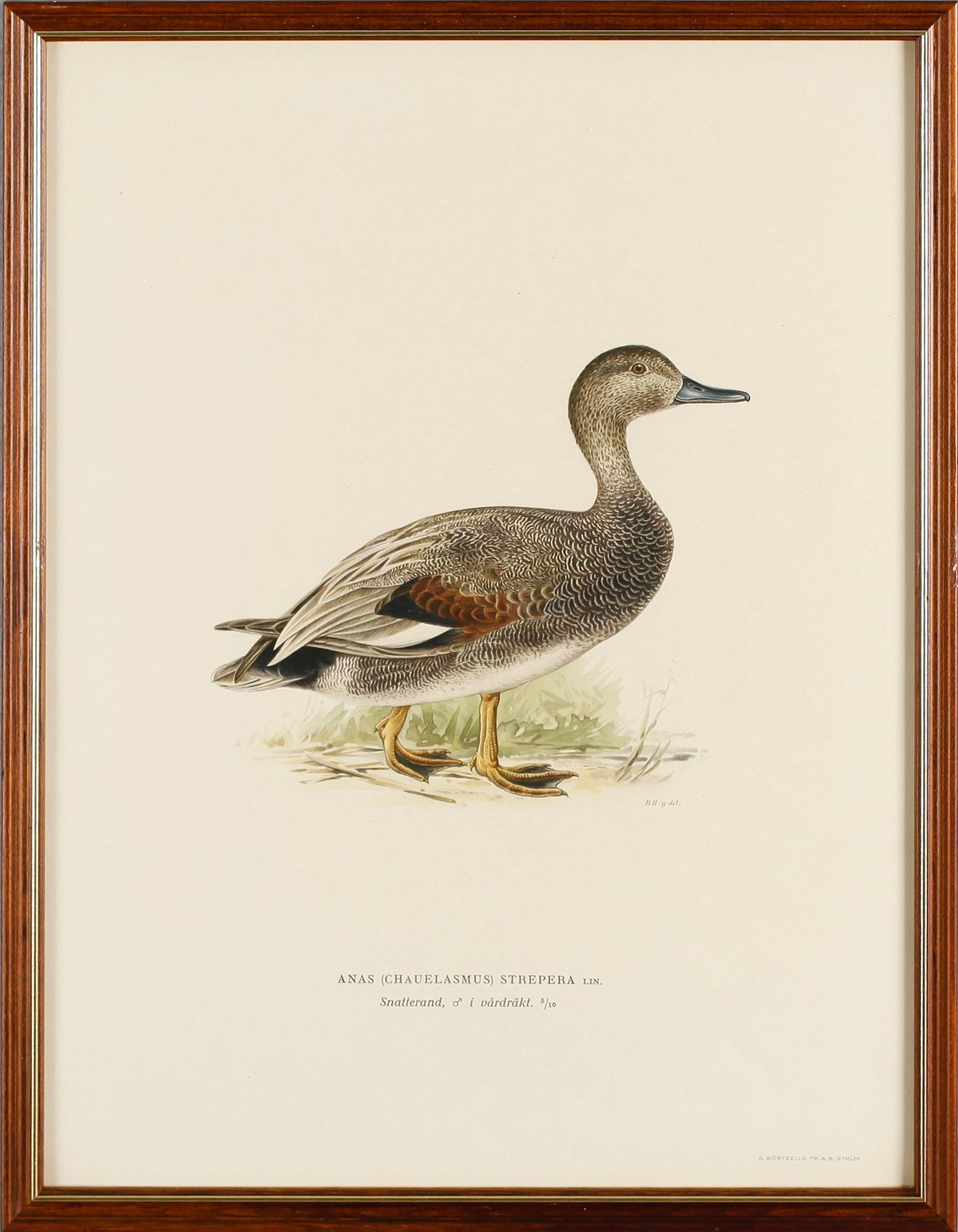 LITOGRAFISKA TRYCK, 13 st, ur von Wrights "Svenska fåglar", A. Börtzells, Stockholm.