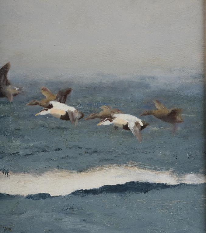 Bruno Liljefors, Stretching eiders.