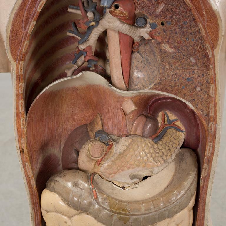 An anatomical model by Franz Jos. Steger, Leipzig, mid 20th century.