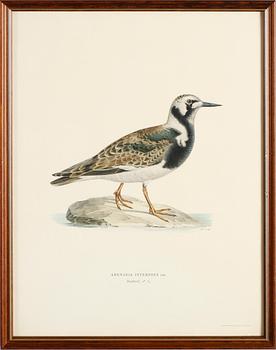 LITOGRAFISKA TRYCK, 13 st, ur von Wrights "Svenska fåglar", A. Börtzells, Stockholm.