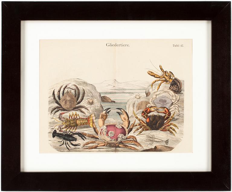 BOKPLANSCHER, 2st, färglitografier, tidigt 1900-tal.