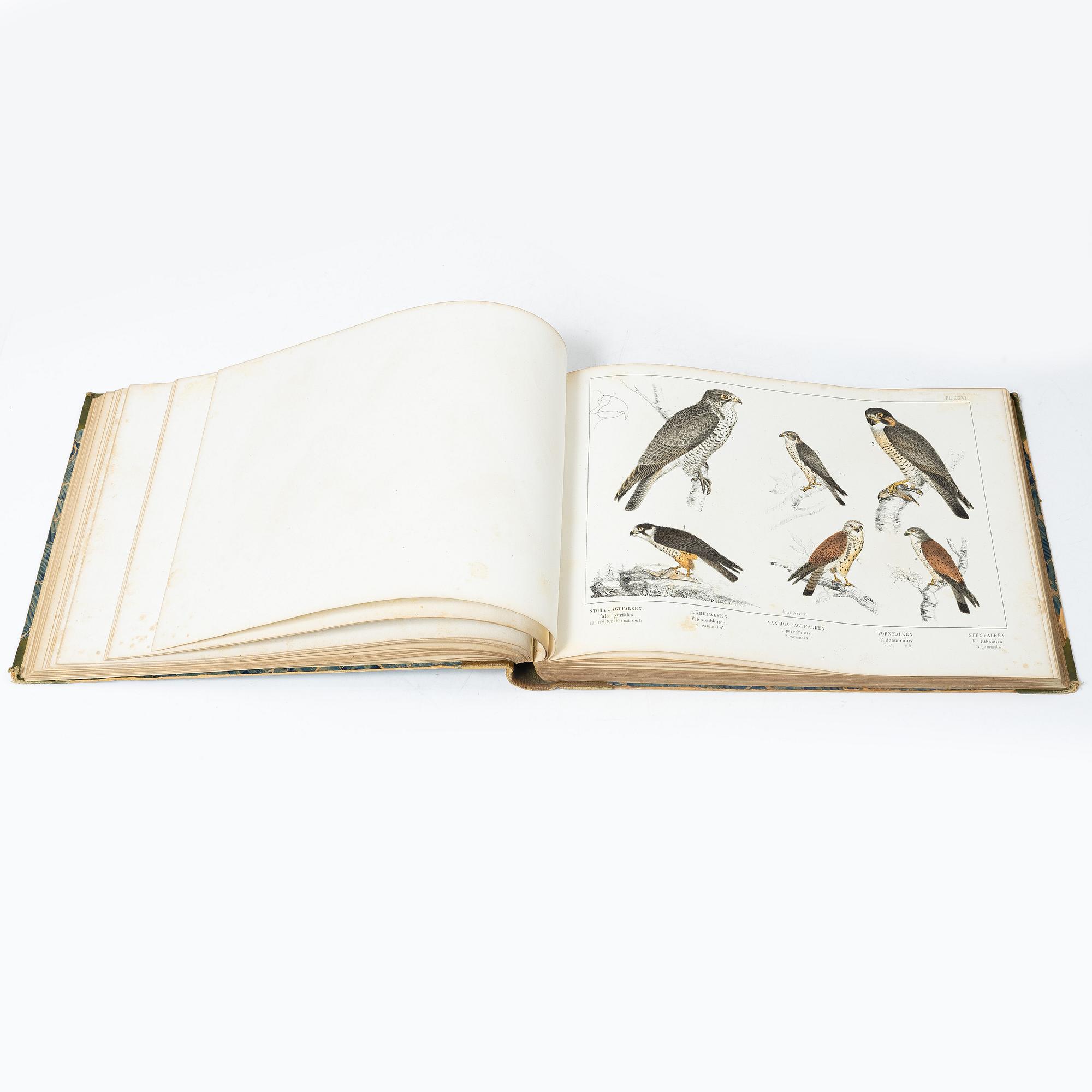 Carl J. Sundevall & Peter Åkerlund, three books, 'Svenska Foglarna'.