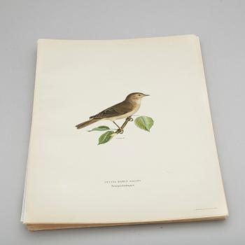 LITOGRAFISKA TRYCK, ca 100 st, ur von Wrights "Svenska fåglar", utgivna av A Börtzells, 1920-tal.