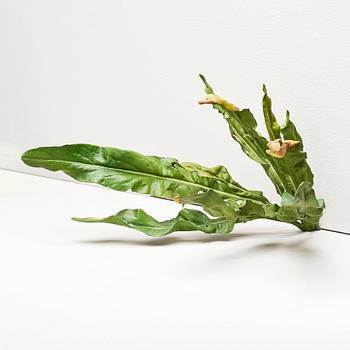 Tony Matelli, "Weed #65".