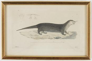 ZOOLOGISKA PLANSCHER, 5st, kolorerade gravyer, 1800-talets första hälft.