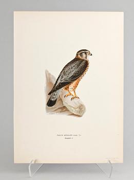 GRAFISKA BLAD, 170 st, ur von Wrights "Svenska fåglar", 1920.