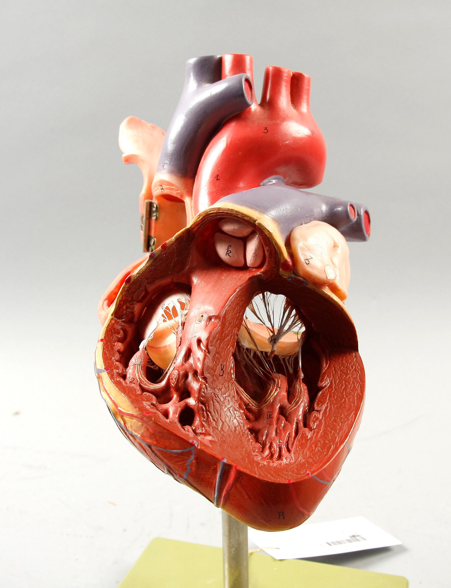 MODELLHJÄRTA. Somso, West Germany. 1900-tal.