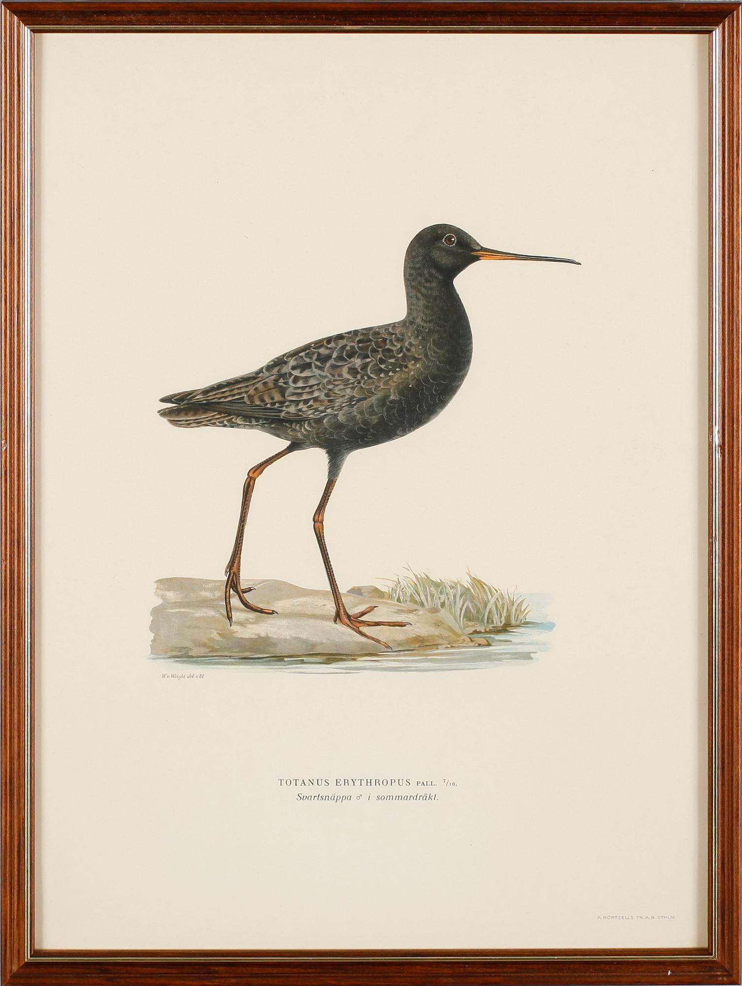 LITOGRAFISKA TRYCK, 13 st, ur von Wrights "Svenska fåglar", A. Börtzells, Stockholm.