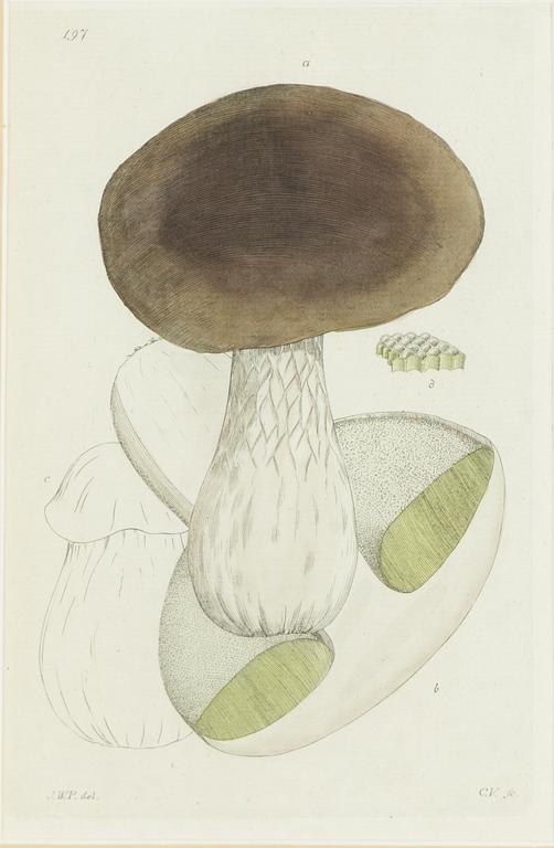 Twelve hand-coloured engravings, J.W. Palmstruch, from 'Svensk Botanik', 1802-1840.