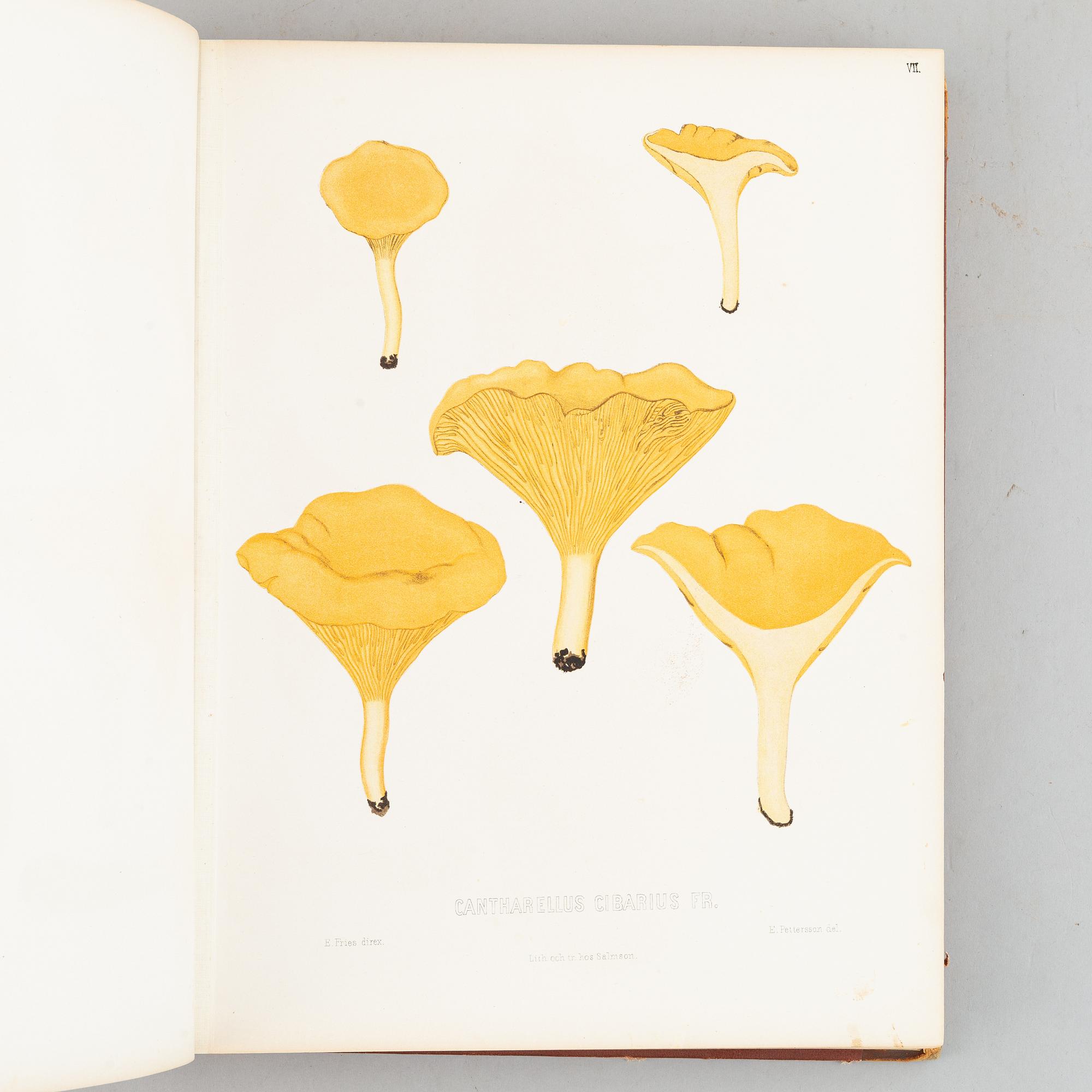 With 94 chromolithographs of mushrooms.