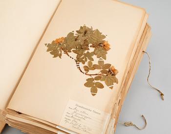 A herbarium with around 110 plants, early 20th century.