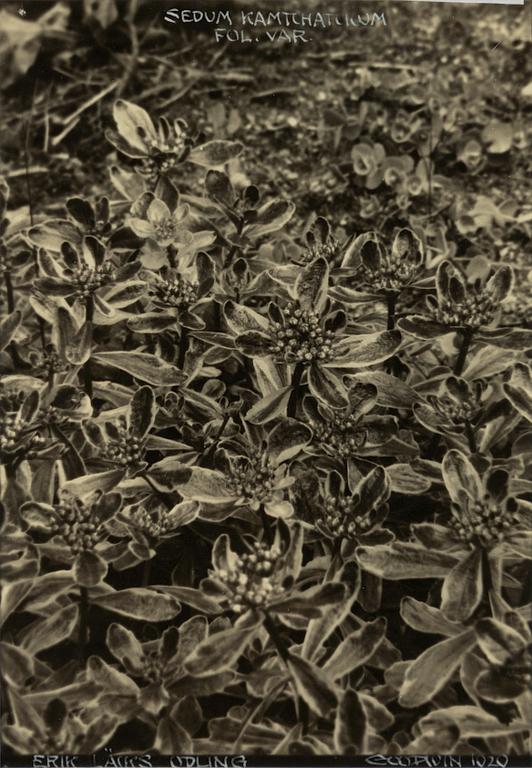 Henry B. Goodwin, "Sedum Kamichatucun, 1929".