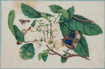 Four watercolour and ink on ricepaper paintings by unknown artist, Qing dynasty, 19th Century.