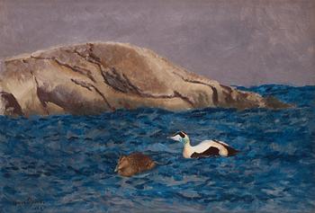 700. Bruno Liljefors, Eiders on a skerry.