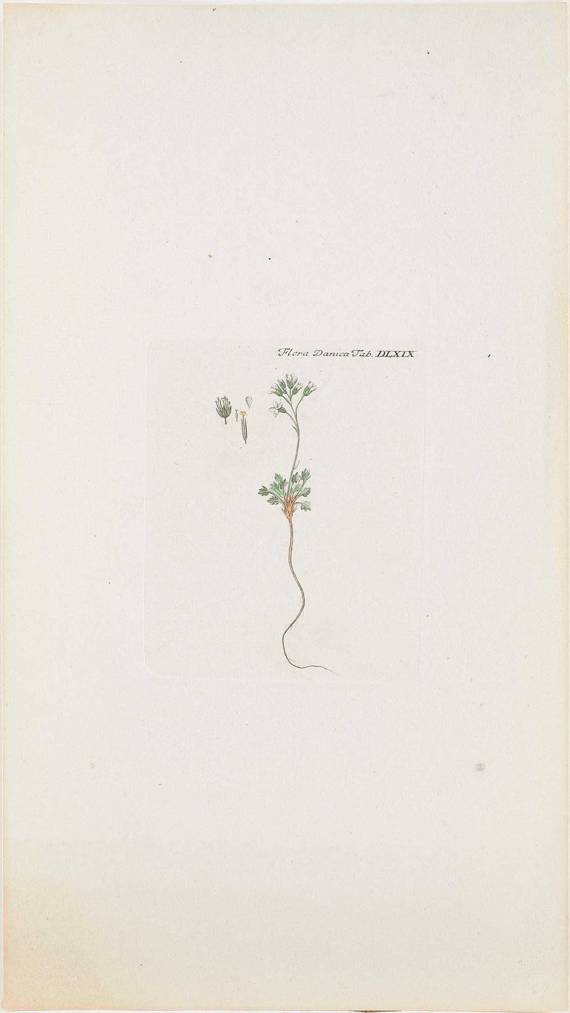 GRAVYRER, 10 st, kolorerade, ur bok om Flora Danica, 1800-tal.