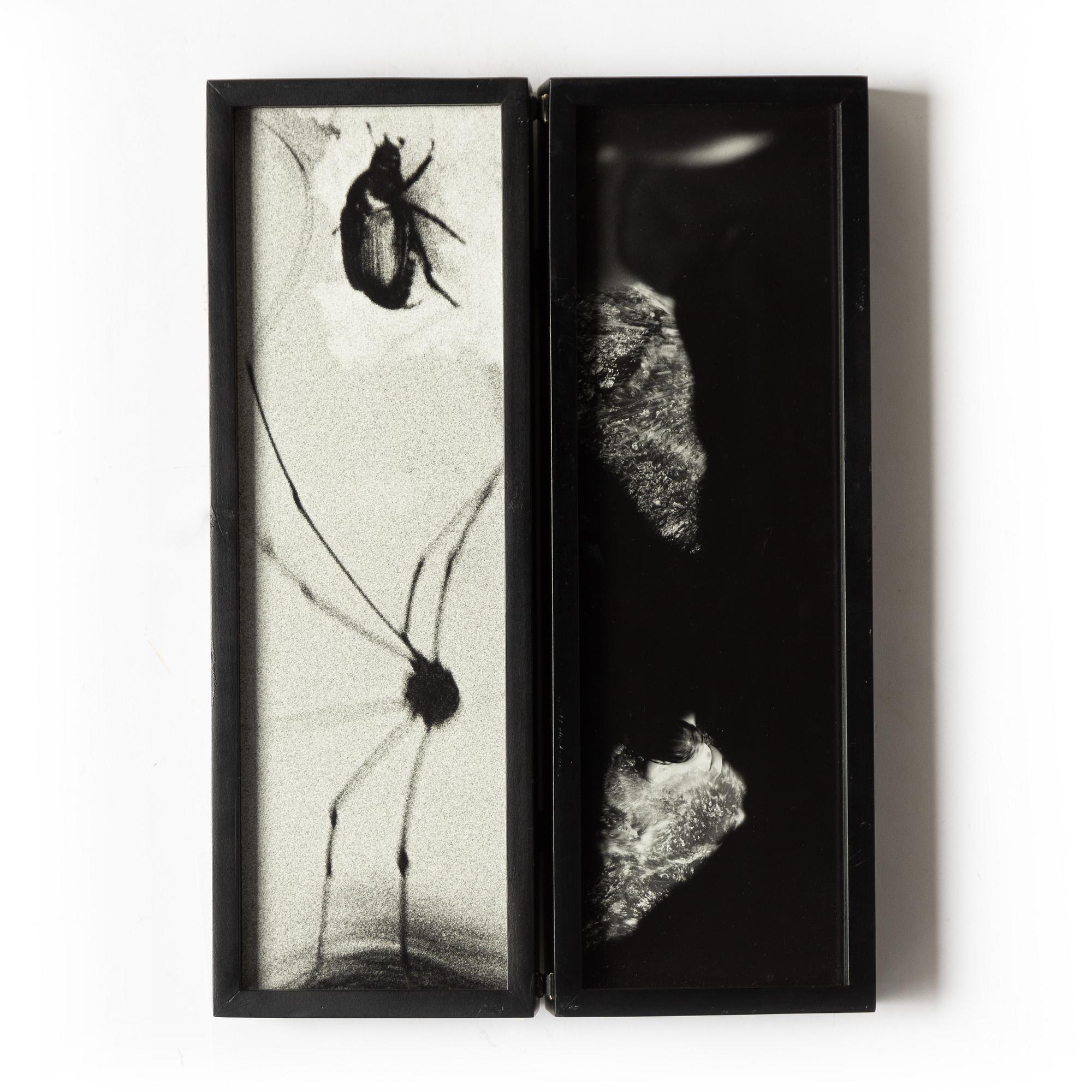 Hope Sandrow, "Spider Beetle", 1989.