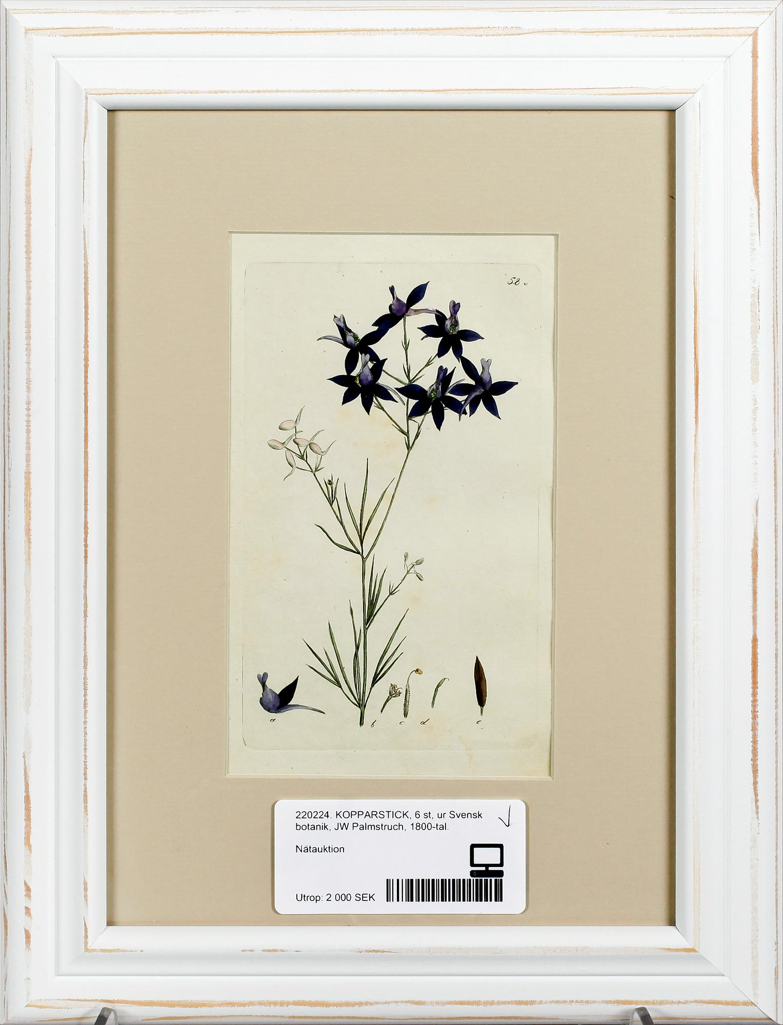 KOPPARSTICK, 6 st, ur Svensk botanik, JW Palmstruch, 1800-tal.