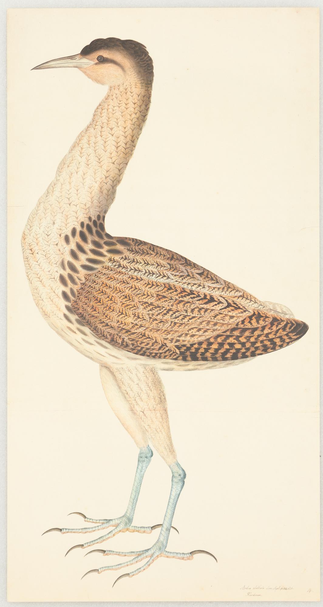 Olof Rudbeck d.y., 'Svenska fåglar (Swedish birds)'.