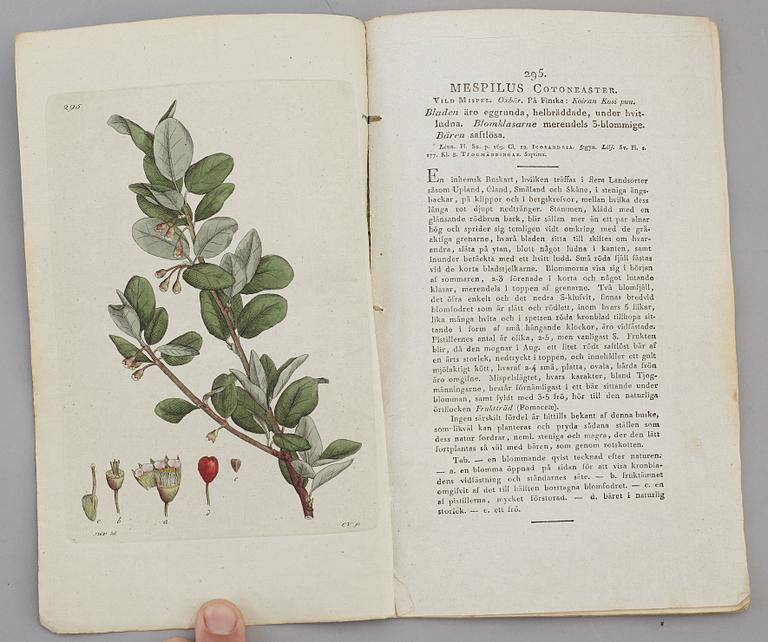 JOHAN WILHELM PALMSTRUCH, "Svensk Botanik, vol I-V. 1803-1805.