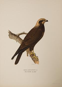 Lithographic prints from M and W von Wrights book "Svenska fåglar", printed at A. Börtzells in Stockholm, 20th century.