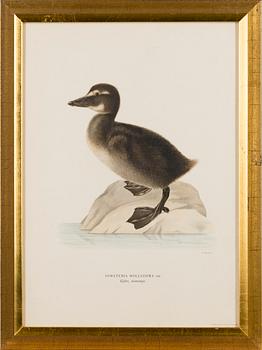 LITOGRAFIER, 5 st, efter Wilhelm von Wright och Bror Hallberg. A. Börtzell, Stockholm.