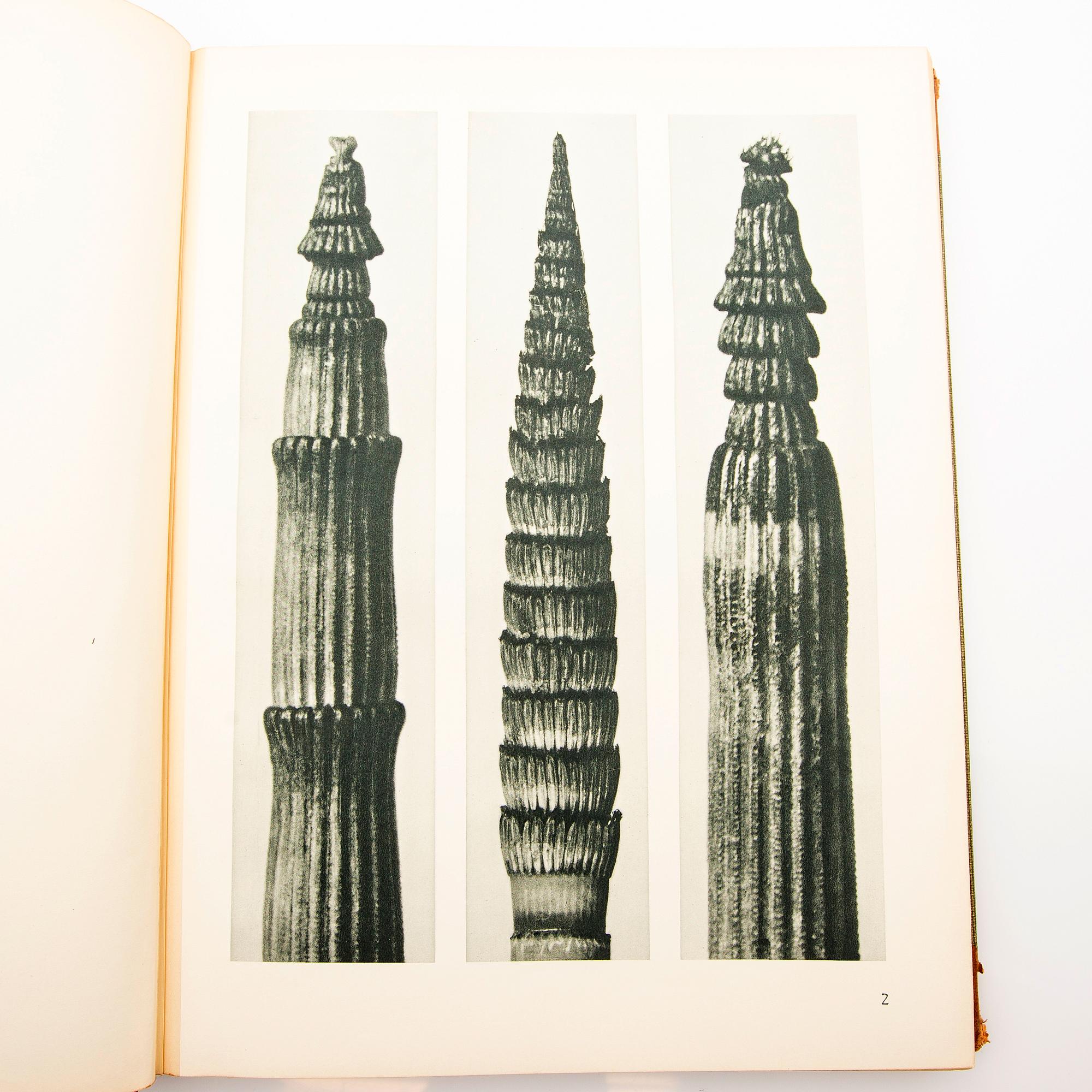 Book, "Art Forms in Nature", Karl Blossfeldt, Spamersche Buchdruckerei, Leipzig, 1930.