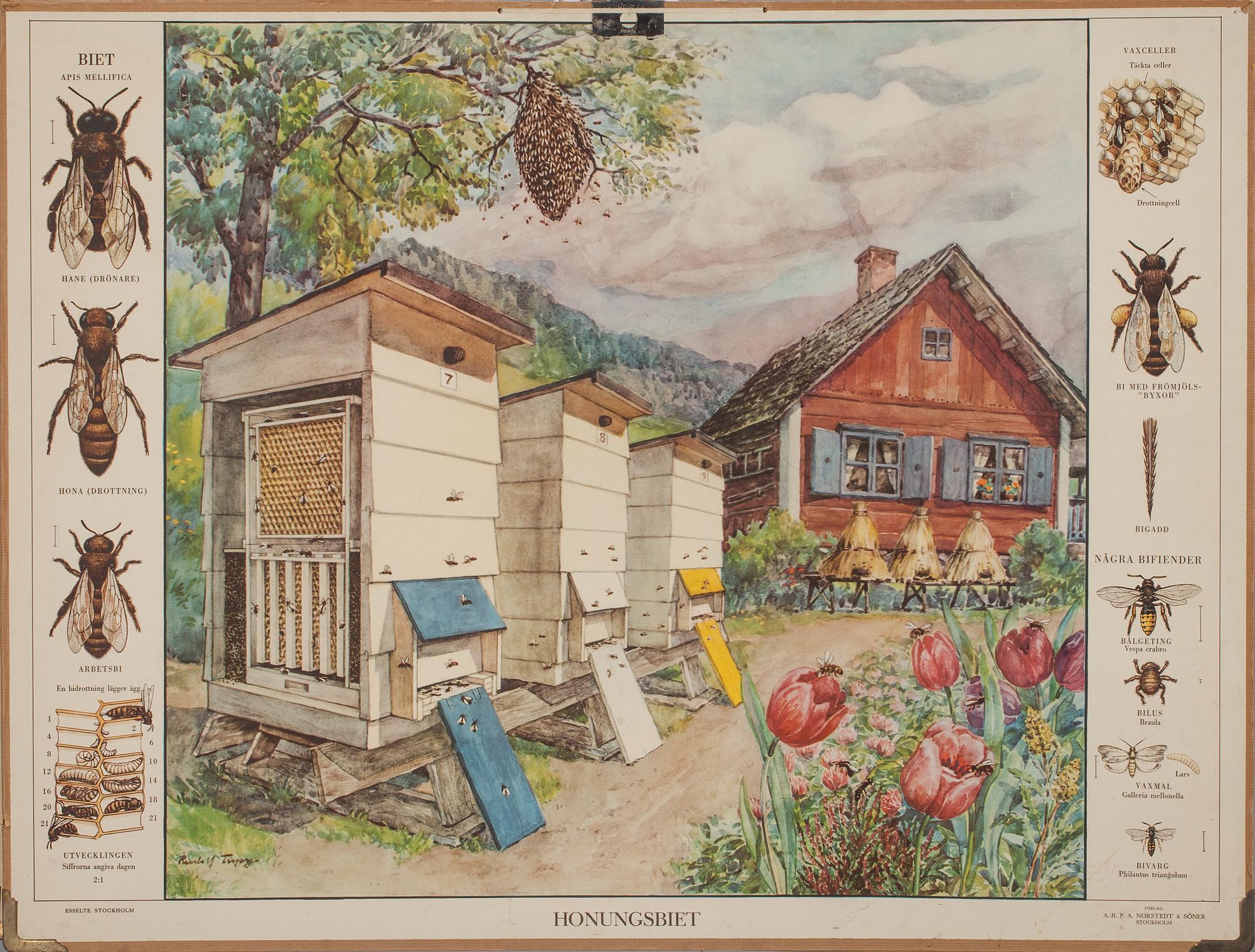 SKOLPLANSCHER, 5 st., 1900-talets andra hälft.