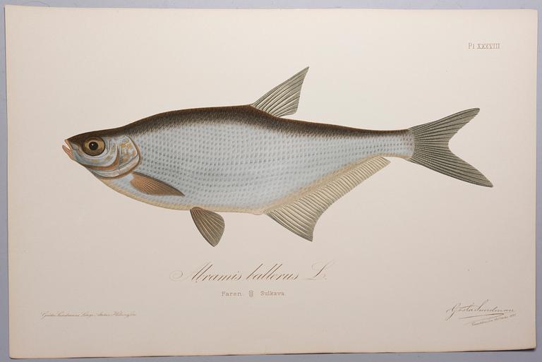 GÖSTA SUNDMAN, Finlands fiskar, The Fishes of Finland, publicerad av G. W. Edlund, Helsingfors, 1883-1893.
