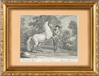 Johann Elias Ridinger · JOHANN ELIAS RIDINGER, kopparstick. 1700-tal. Sign i plåten.