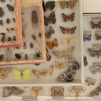 FJÄRILS- samt INSEKTSSAMLING, bl. a. "Parnassius Apollo", tidigt 1900-tal. CITES-intyg medföljer.