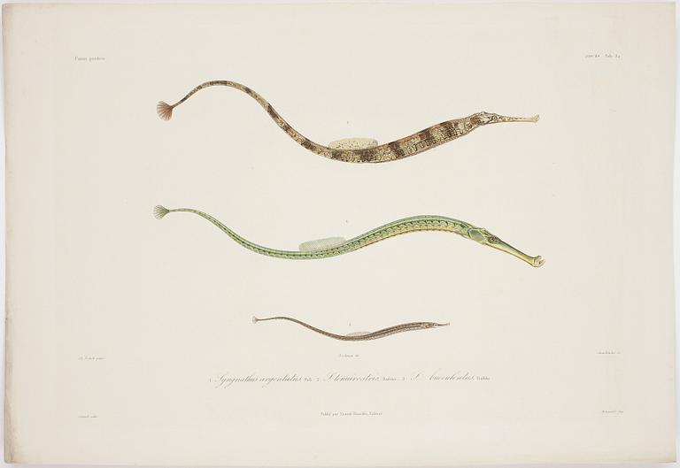 ALBUM, 55 st kolorerade gravyrer,  Publié par Ernest Bourdin, 1800-tal.
