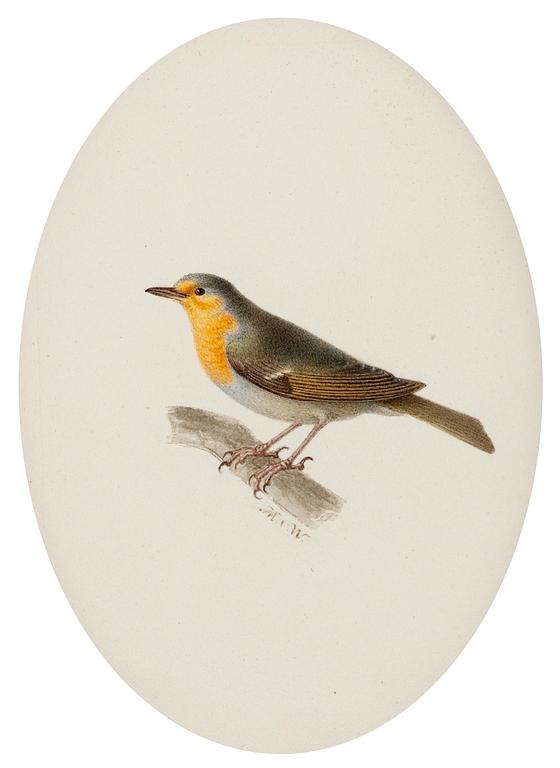 Magnus von Wright, Rödhake (Erithacus rubécula).