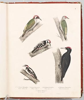 BOK, "Skandinaviska Foglar tecknade efter naturen..." M. Körner, Lund 1839 till trol 1846.
