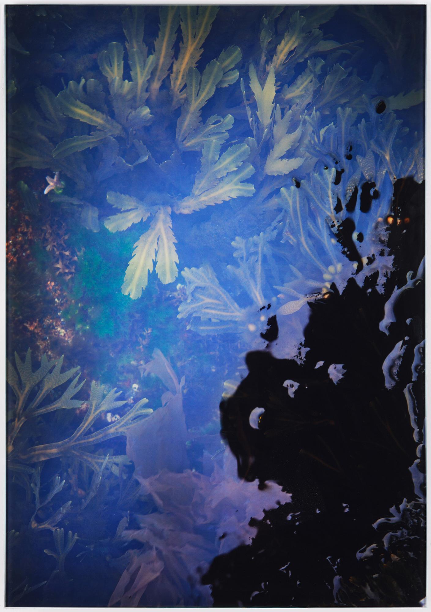 Lena Koller, "Tång", 2013.