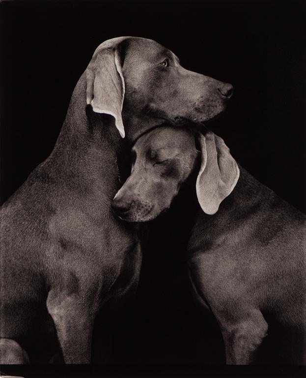 William Wegman, "Friends".