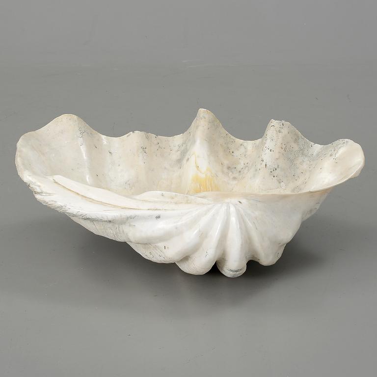 MUSSLA, fossil.