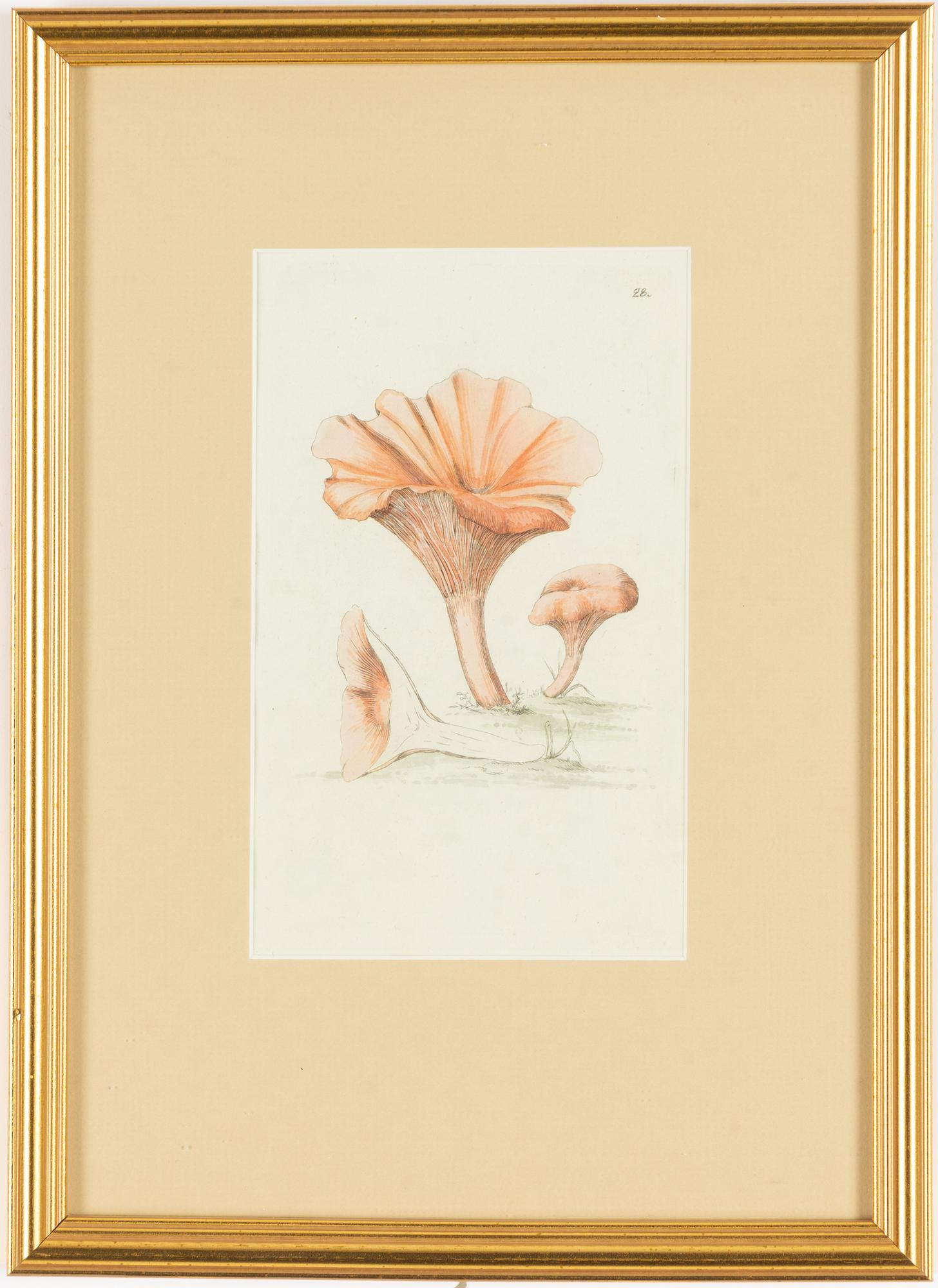 Twelve hand-coloured engravings, J.W. Palmstruch, from 'Svensk Botanik', 1802-1840.