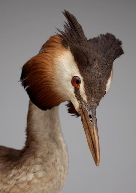 SKÄGGDOPPING, (Podiceps cristatus),1900-talets början.