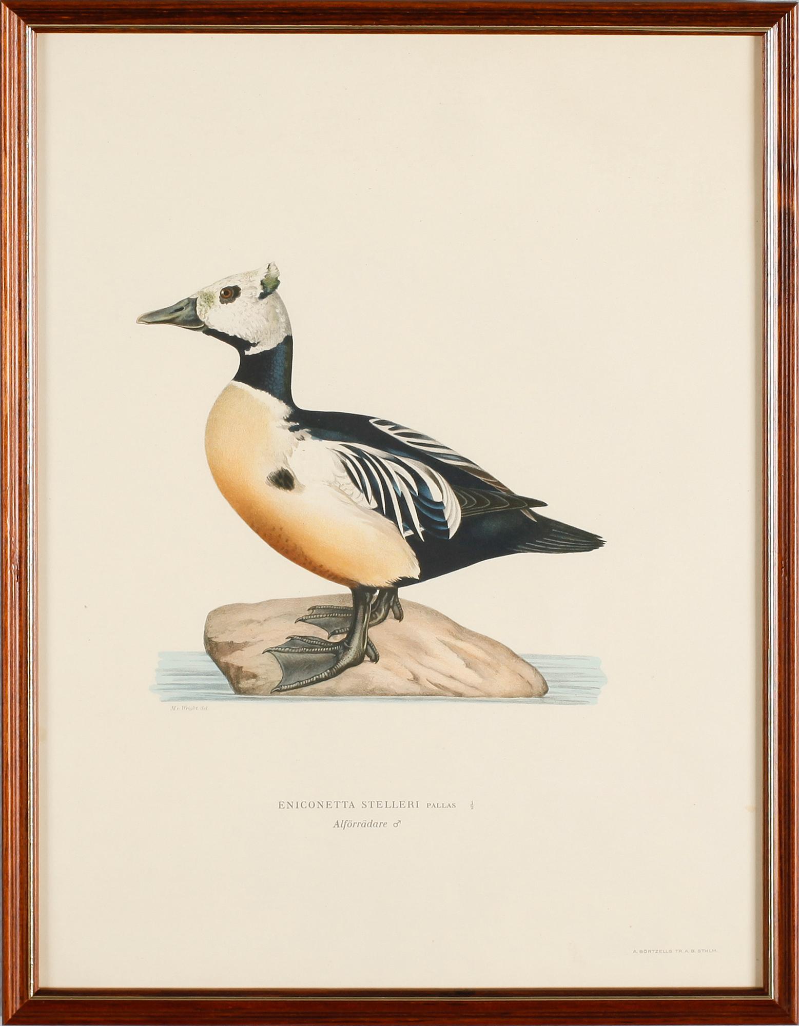 LITOGRAFISKA TRYCK, 13 st, ur von Wrights "Svenska fåglar", A. Börtzells, Stockholm.
