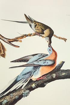 BOK, "The Birds of America", volym I, John James Audubon, numrerad 456/500, 1973.