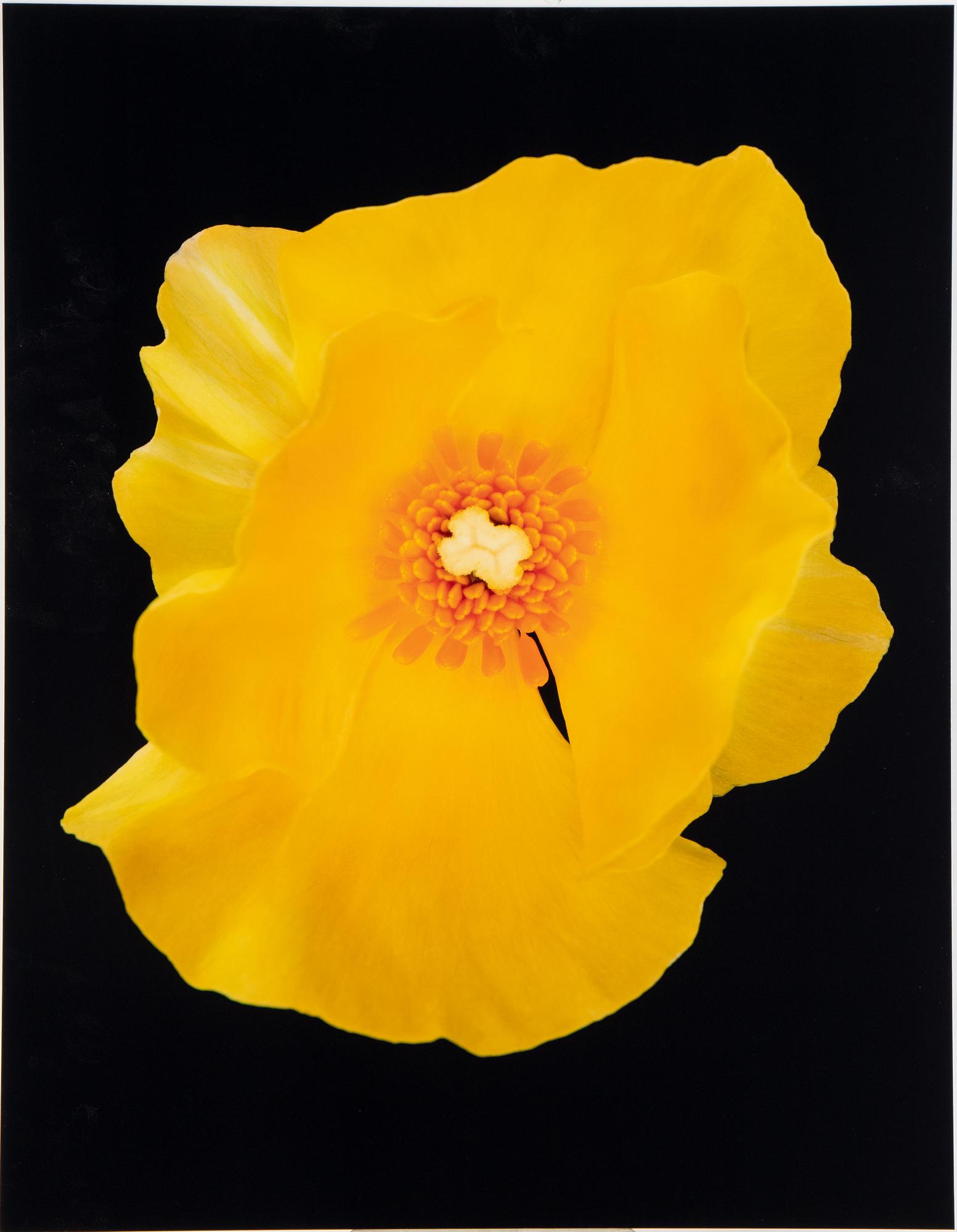 Helene Schmitz, "System och passion2, 4 c-print mounted on aluminum, 2004/2007, signed 10/10.