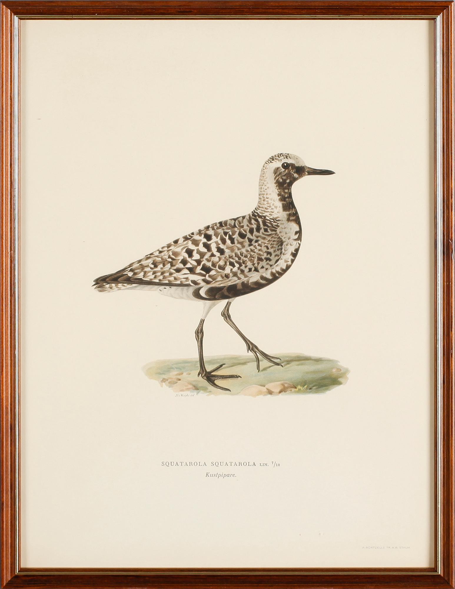 LITOGRAFISKA TRYCK, 13 st, ur von Wrights "Svenska fåglar", A. Börtzells, Stockholm.