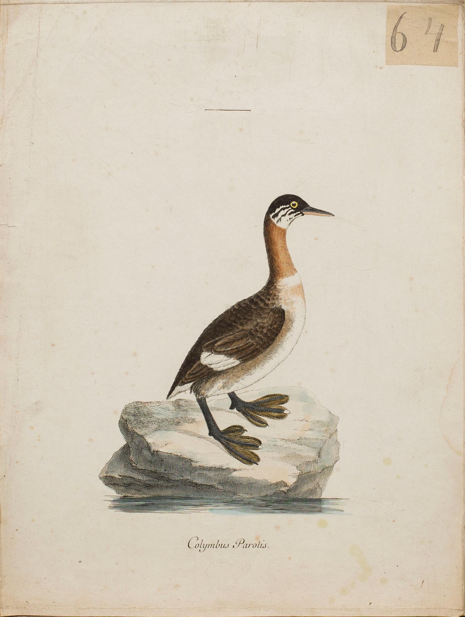 ANDERS SPARRMAN, 5 st fågelplanscher ur "Museum Carlsonianum", 1786-89.
